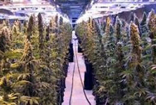 CFD Engineering Services - Growing Better Buds - Cannabis Grow Facility 